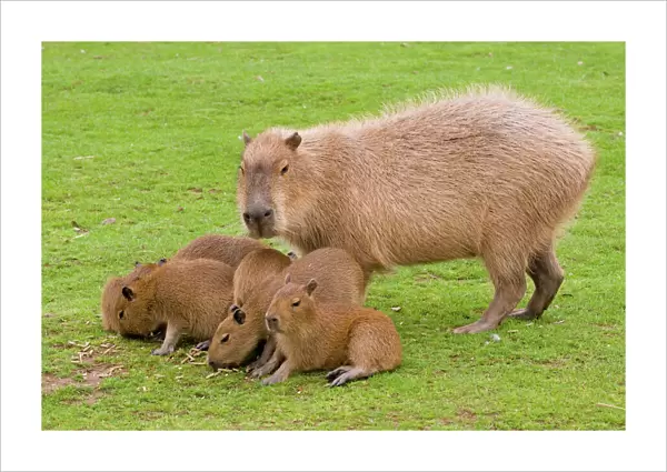 Capybara - with young
