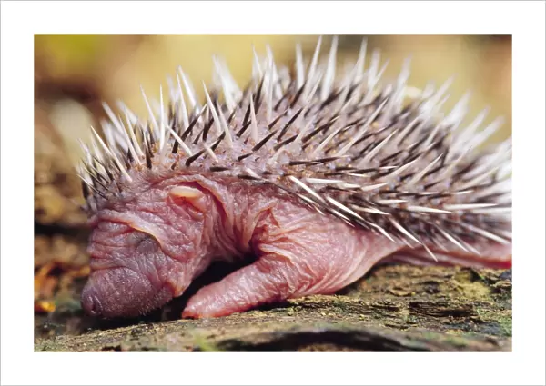 Hedgehog - 3 days old, UK