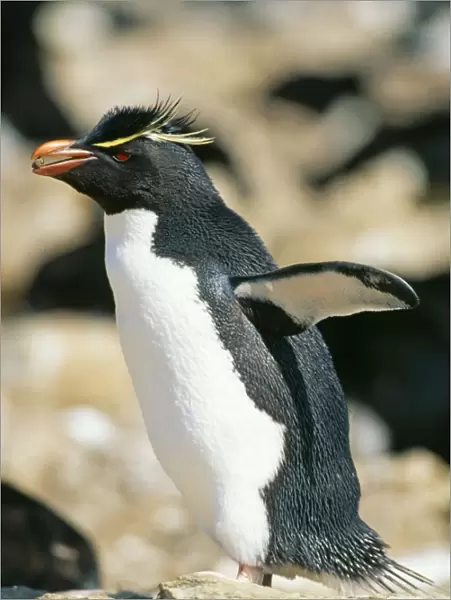Rockhopper Penguin GET 134 Falklands Eudyptes chrysocome © Geoff Trinder  /  ARDEA LONDON