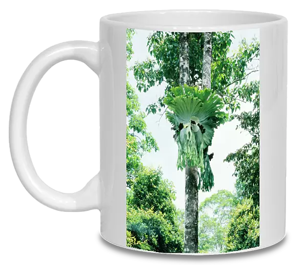 Elkhorn  /  Staghorn fern - Atherton Tableland - North Queensland - Australia JFL00186