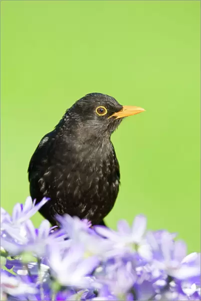 Blackbird - male - Norfolk UK