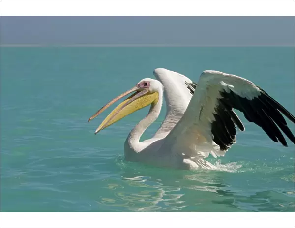 Great White Pelican - on the water - with wings opening and beak open - Atlantic Ocean - Namibia - Africa