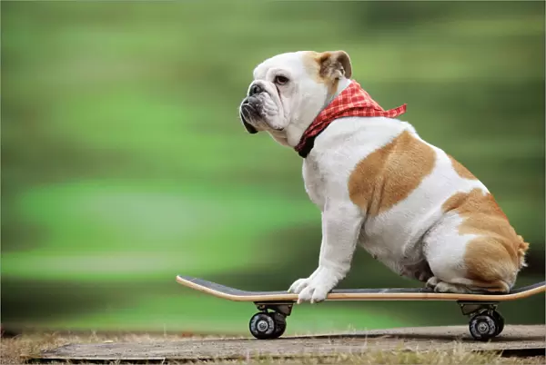DOG. Bulldog on skateboard Digital Manipulation:scarf from blue to red