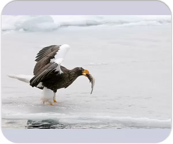 Steller's Sea Eagle - with fish in bill and wings raised standing on ice floe - Hokkaido Island - Japan