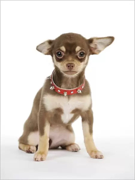 DOG. Chihuahua puppy wearing studded collar
