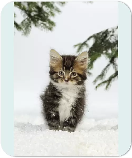 CAT. Kitten in snow