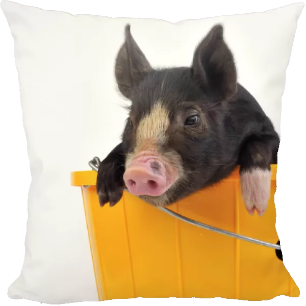 PIG. Berkshire piglet in bucket