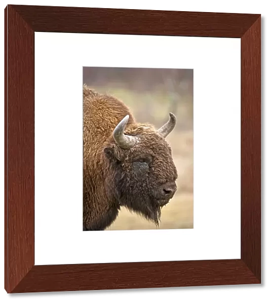 Bison - close up of head - Highland Wildlife Park - Kingussie - Scotland