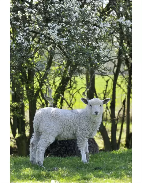 LAMB. Lamb in field
