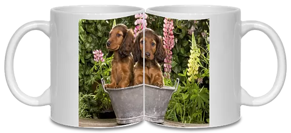 Long-Haired Dachshund  /  Teckel Dog  /  Doxie  /  Doxies in the US - sitting in old metal tub