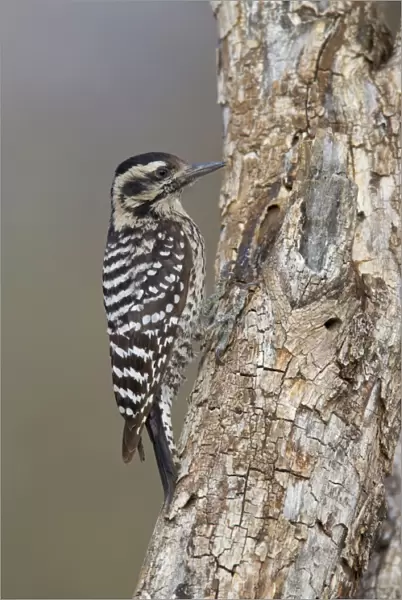 Ladder-backed Woodpecker - female - March - Arizona - USA