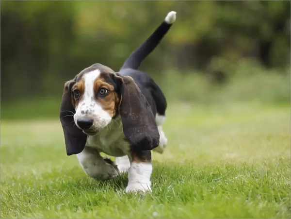 DOG. Basset hound puppy (10 weeks) walking