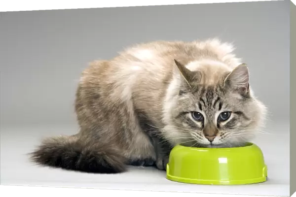 Long-haired Cat - eating food from bowl in studio