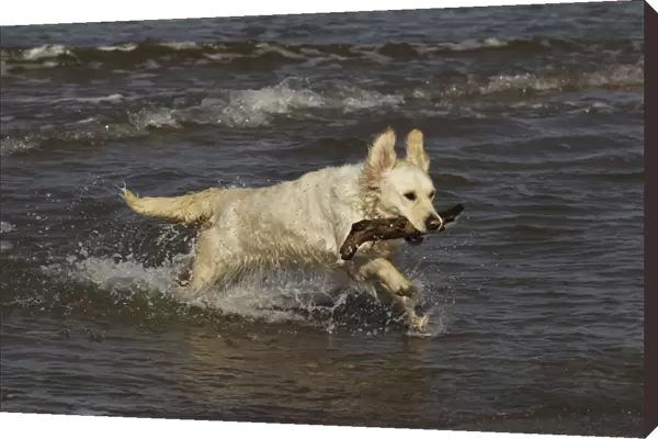 Dog - Golden Retreiver running in sea carrying stick