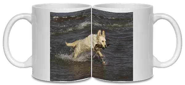 Dog - Golden Retreiver running in sea carrying stick