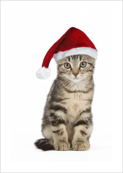 Cat - tabby kitten wearing Christmas hat Digital Manipulation: Hat SG