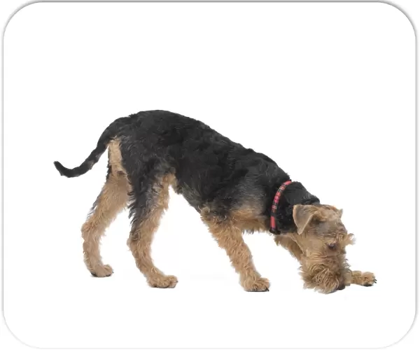 Dog - Welsh Terrier