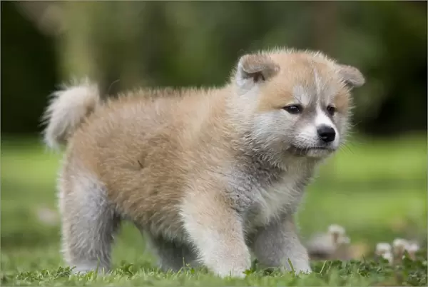 Dog - Akita  /  Akita Inu - puppy. Also known as Japanese Akita