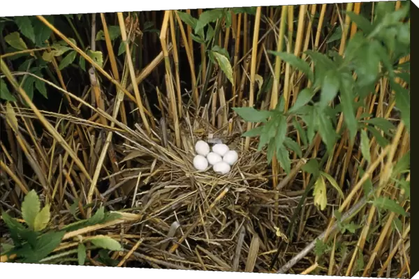 Little Bittern - nest with eggs - Hungary