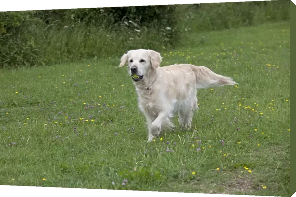 Dog - Golden Retriever - with tennis ball in mouth - Cheltenham - UK