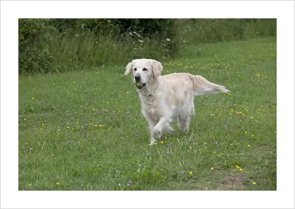 Dog - Golden Retriever - with tennis ball in mouth - Cheltenham - UK