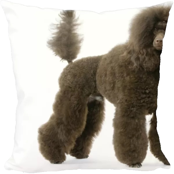 Dog - Poodle (caniche moyen)
