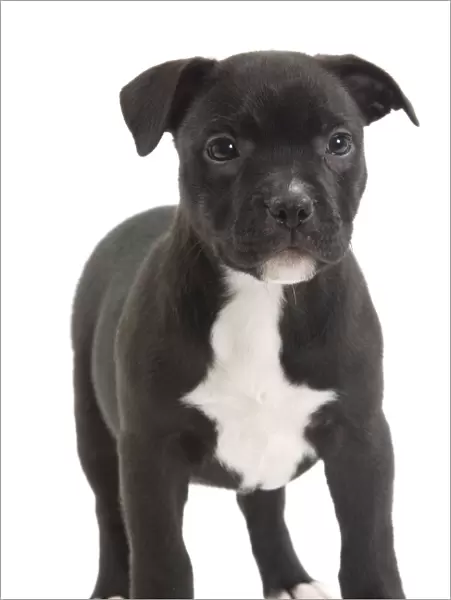 Dog - Staffordshire Bull Terrier - puppy