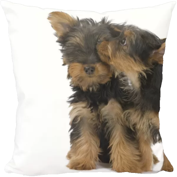 Dog - Australian Silky Terrier - puppies in studio. Also known as Silky Terrier or Sydney Silky