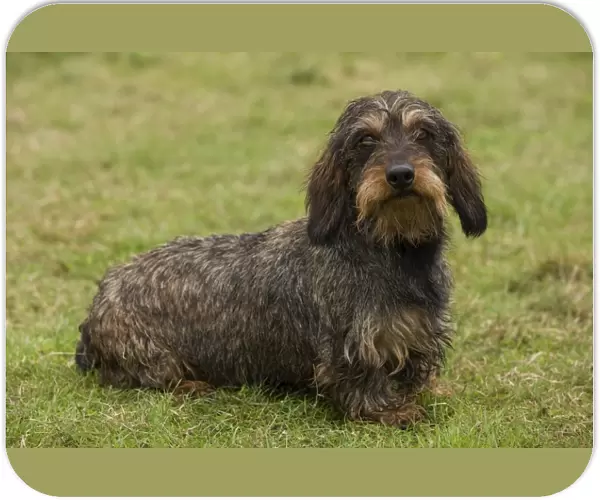 Long-Haired Dachshund  /  Teckel Dog. Also known as Doxie  /  Doxies in the US