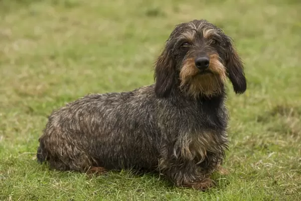 Long-Haired Dachshund  /  Teckel Dog. Also known as Doxie  /  Doxies in the US