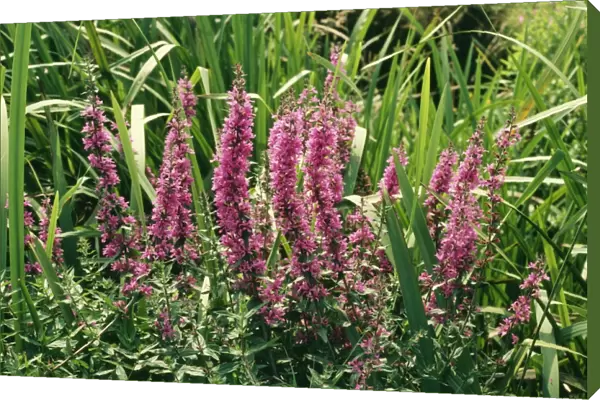 Purple Loosestrife Plant