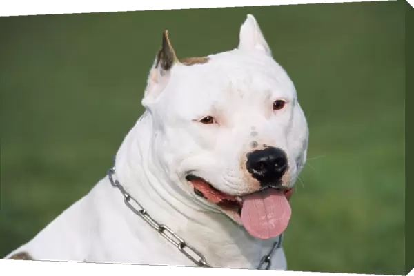 Dog - American Staffordshire Bull Terrier, Head shot showing tongue