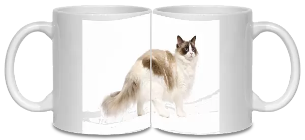 Cat - Ragdoll - Seal tortie point and white in studio