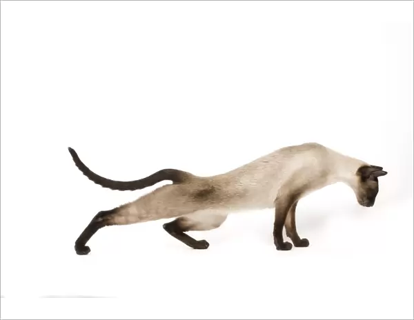 Cat - Siamese in studio - seal point colouring