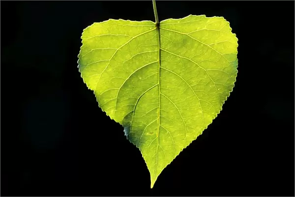 Poplar Tree - leaf