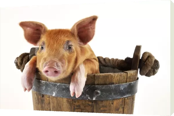 Pig. Large white cross piglet in bucket