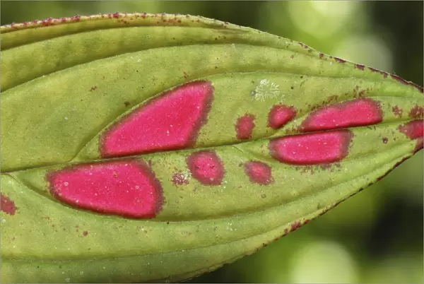 leaf detail (Melastomataceae) San Cipriano Reserve, Cauca, Colombia