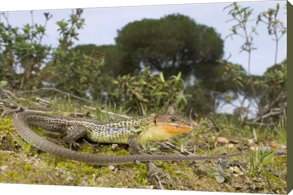 Large Psammodromus - male - in habitat - Andalucia - Huelva - Spain