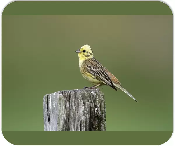 Yellowhammer - male perched on post - Hessen- Germany