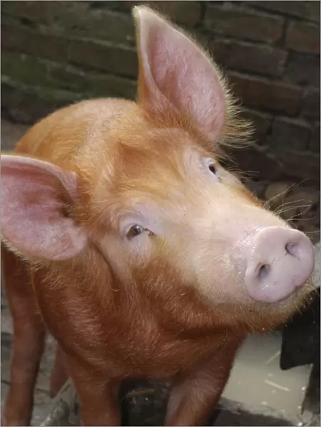 Tamworth Pig: old English breed