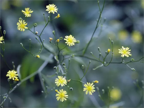 Nipplewort - flowers - Lower Saxony - Germany