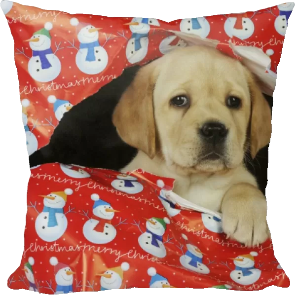 DOG. Yellow labrador puppy poking head through hole in christmas wrapping paper
