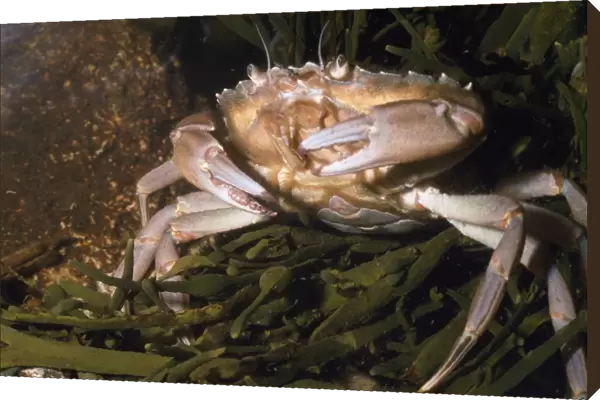 European Green  /  Shore Crab - UK