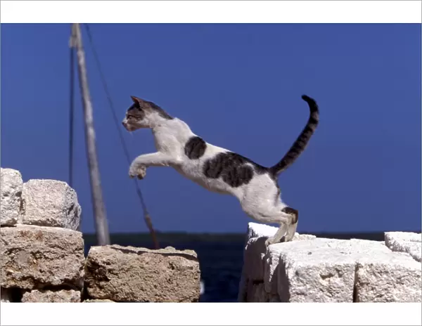 Cat - jumping. Lamu - Kenya - Africa