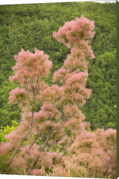 Smoke bush Cotinus coggygria in flower, north Greece
