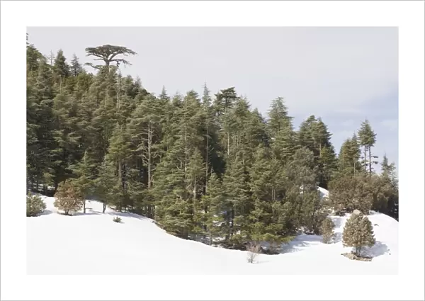 Atlas Cedar forest - In snow - Middle Atlas Mountains, Morocco