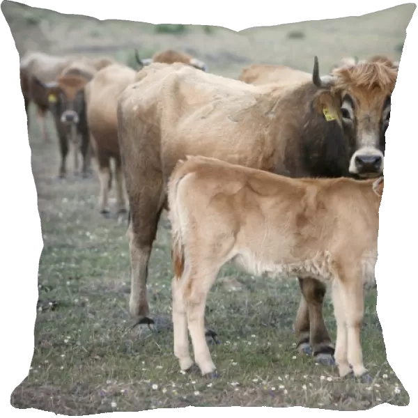 Mirandesa Cattle - cow with calf, traditional Portugese breed, kept mainly for beef production, Alentejo, Portugal