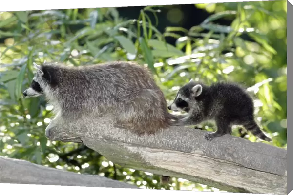 Raccoon - baby animal playing with mother - Hessen - Germany