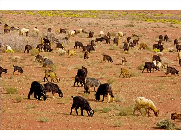 Flock of Goats - owned by Berbers, in the desert near Tazenakht, on the edge of the Sahara. Morocco