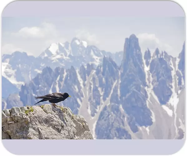 Alpine Chough - among high peaks in the Dolomites, Italy